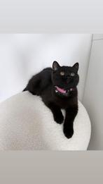 Britse Korthaar Kittens, Dieren en Toebehoren, Katten en Kittens | Raskatten | Korthaar, Poes, Gechipt, 0 tot 2 jaar