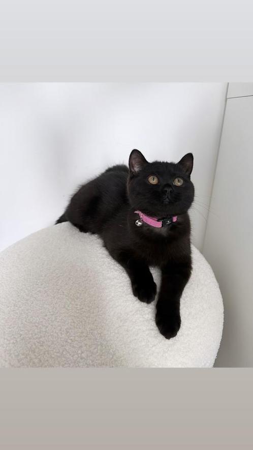 Britse Korthaar Kittens, Dieren en Toebehoren, Katten en Kittens | Raskatten | Korthaar, Poes, 0 tot 2 jaar, Gechipt, Ontwormd
