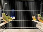 Gouldamadines te koop, Dieren en Toebehoren, Tropenvogel