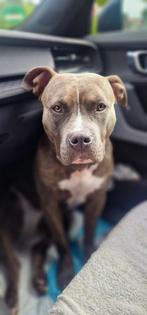 American Bully, Dieren en Toebehoren, België, 15 weken tot 1 jaar, Overige rassen, Meerdere