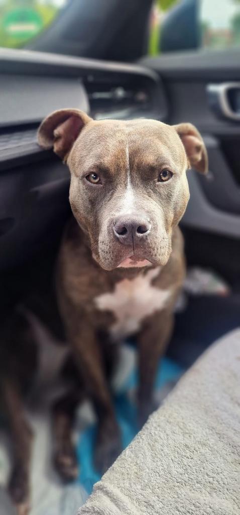 American Bully, Dieren en Toebehoren, Honden | Bulldogs, Pinschers en Molossers, Teef, Overige rassen, Fokker | Professioneel
