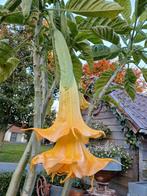 Brugmansia's - Trompetbloemen dubbelbloemige witte of oranje, Tuin en Terras, Ophalen