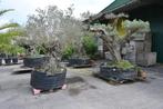 Oude olijfbomen te koop, Tuin en Terras, Planten | Bomen, Ophalen, Olijfboom, 250 tot 400 cm
