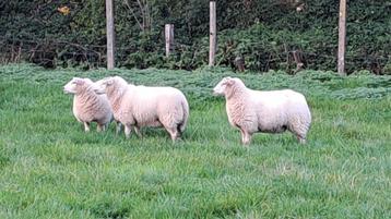 Ooilammeren te koop beschikbaar voor biedingen