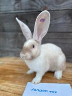 Knappe broers duitse reuzen speciale kleur, Mannelijk, Groot, 0 tot 2 jaar