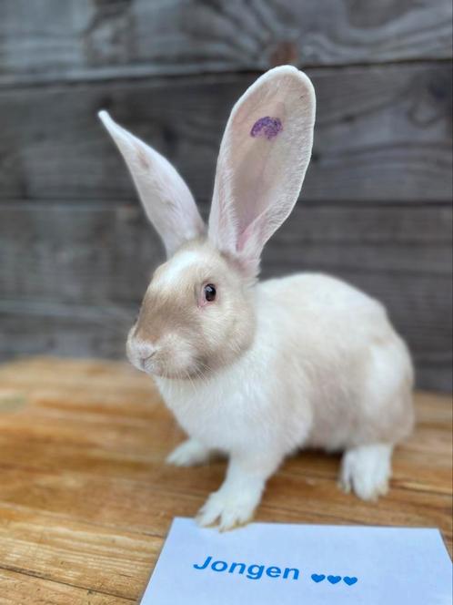 Knappe broers duitse reuzen speciale kleur, Dieren en Toebehoren, Konijnen, Groot, Mannelijk, 0 tot 2 jaar
