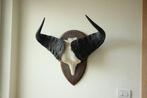 Taxidermie schedel kaapse Buffel, Verzamelen, Dierenverzamelingen, Ophalen of Verzenden, Schedel