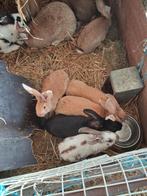 Choisissez de jeunes lapins