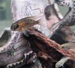 Aulonocara red Blotched malawi hobbykweek, Vis, Zoetwatervis