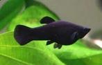 Black molly vissen, Dieren en Toebehoren, Ophalen