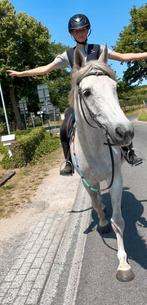 Toffe all round zangerheide merrie normale prijs, Dieren en Toebehoren, Paarden, Merrie
