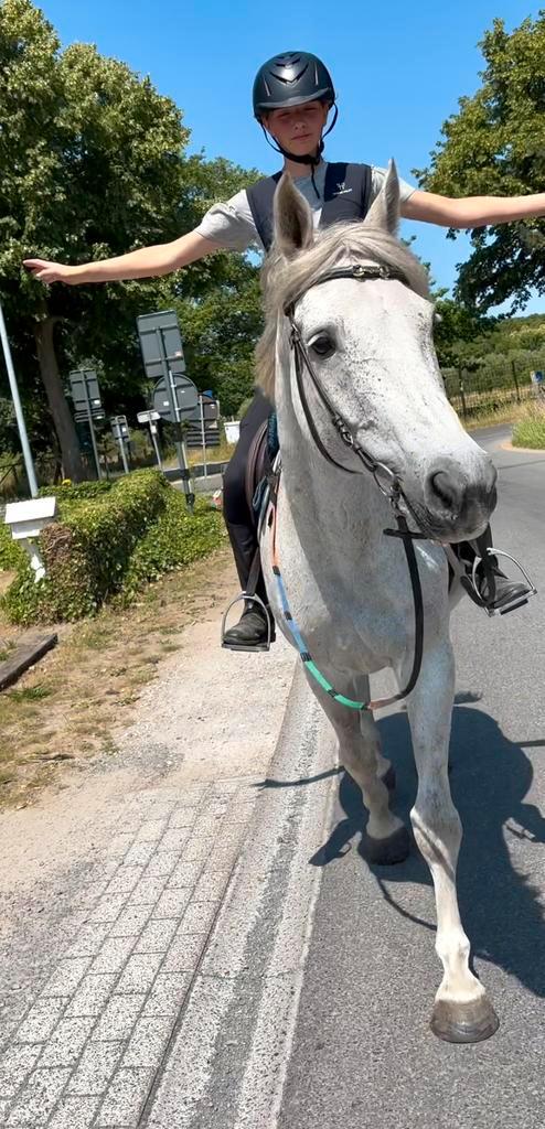Toffe all round zangerheide merrie normale prijs, Dieren en Toebehoren, Paarden, Merrie