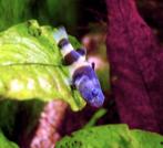 Bijtjes vis 2 stuks, Dieren en Toebehoren, Vis, Zoetwatervis