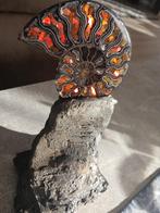 sculpture Ammonite + Ammolite crystal fossile decoration OOA, Collections, Envoi, Fossile