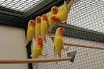 agapornis roseilcollie lutino, Dieren en Toebehoren, Geslacht onbekend, Dwergpapegaai of Agapornis, Geringd