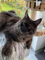 Maine Coon met stamboom, Dieren en Toebehoren, Katten en Kittens | Raskatten | Langhaar, Poes, Gechipt, 0 tot 2 jaar