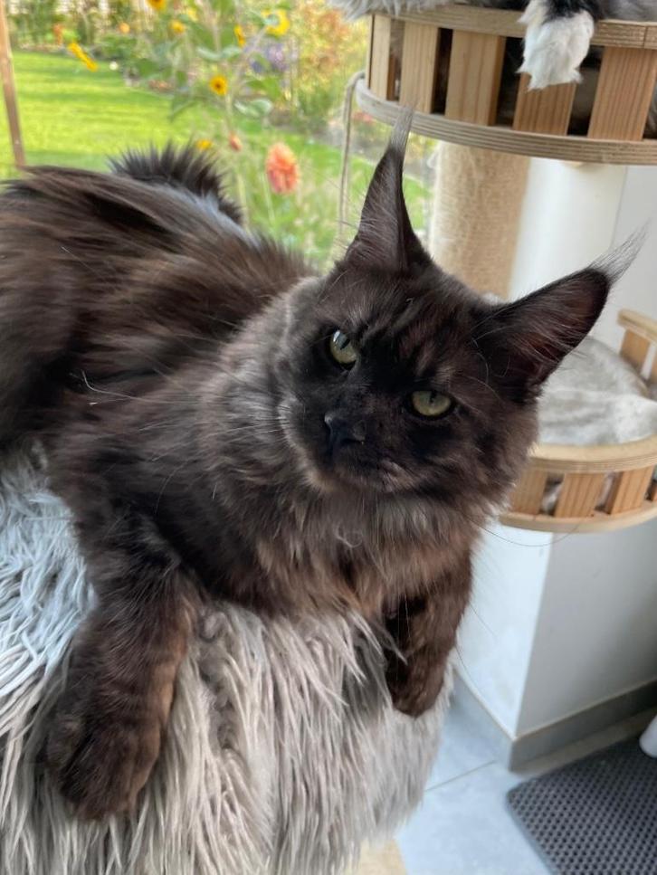 Maine Coon met stamboom, Dieren en Toebehoren, Katten en Kittens | Raskatten | Langhaar, Poes, 0 tot 2 jaar, Met stamboom, Gechipt