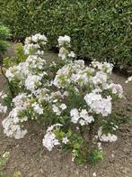 Phlox wit /vlambloem, Tuin en Terras, Volle zon, Vaste plant, Zomer, Ophalen