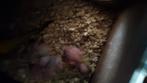 Grasparkieten voor tam te maken, Dieren en Toebehoren, Vogels | Parkieten en Papegaaien, Tam