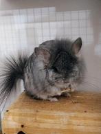 Saffier bdd rpa chinchilla dame, Dieren en Toebehoren, April, Vrouwelijk, Chinchilla