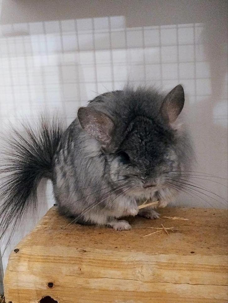Saffier bdd rpa chinchilla dame, Dieren en Toebehoren, Knaagdieren, Vrouwelijk, Chinchilla, April