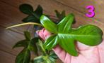 Philodendron Florida Beauty, Ophalen of Verzenden