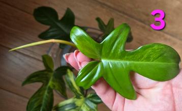 Philodendron Florida Beauty  beschikbaar voor biedingen