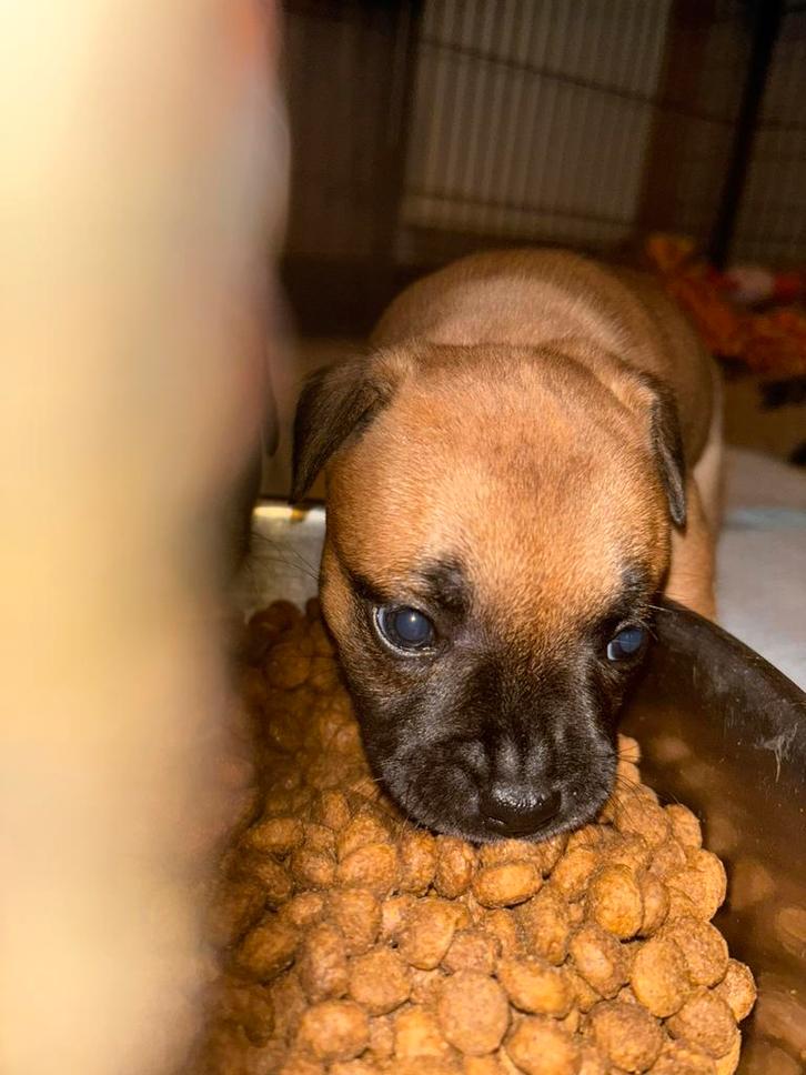 Engelse Staffordshire bull terriër pups, Animaux & Accessoires, Chiens | Jack Russell & Terriers, Plusieurs animaux, Autres races