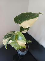 Monstera ivory, Huis en Inrichting, Ophalen of Verzenden