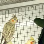 Valkparkieten wit ,gepareld,witkop, Dieren en Toebehoren, Vogels | Parkieten en Papegaaien, Meerdere dieren, Parkiet, Geringd