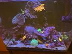 Complete zeeaquarium te koop, Dieren en Toebehoren, Vissen | Aquaria en Toebehoren, Ophalen, Zo goed als nieuw