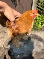 Cochin haan, Dieren en Toebehoren, Pluimvee