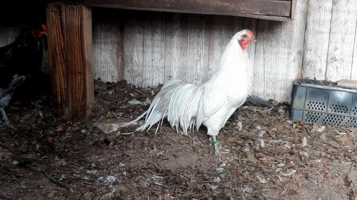 Sumatra langstaarthoen, Dieren en Toebehoren, Pluimvee