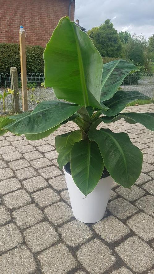 Bananier intérieur Musa Dwarf Cavendish, Huis en Inrichting, Kamerplanten, Ophalen