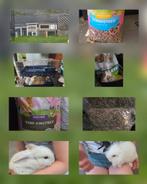 Twee langoor dwerg konijntjes met hokken en benodigdheden, Dieren en Toebehoren, Konijnen, Vrouwelijk, Dwerg, Hangoor, 0 tot 2 jaar