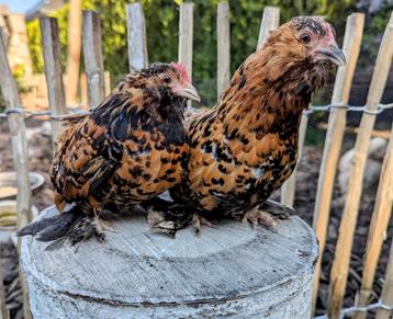 Jonge ukkelse baardkrielen sierkippen lief en tam beschikbaar voor biedingen