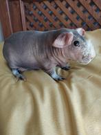 Te koop skinny cavia.s, Dieren en Toebehoren, Mannelijk, Cavia, Tam