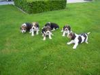 Beagle pups, Animaux & Accessoires, Chiens | Beagles, Bassets & Chiens courants, Parvovirose, Plusieurs, Belgique, 8 à 15 semaines