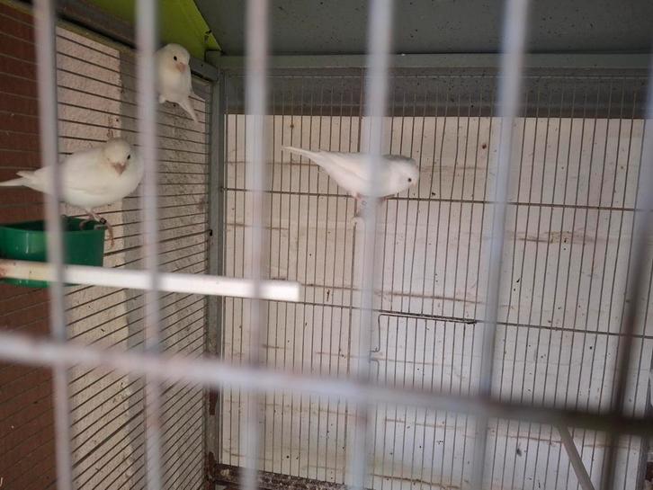 Mooie wit recessief kanaries te koop, Dieren en Toebehoren, Vogels | Kanaries, Kleurkanarie, Mannelijk