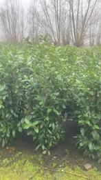 Prunus laurocerasus ‘Novita’ Paplaurier haagplanten, Tuin en Terras, Ophalen of Verzenden