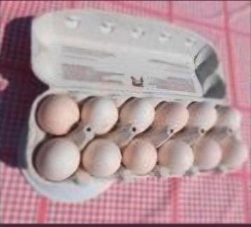 Broedeieren poule de bresse kippen, witte kleur, raszuiver, Dieren en Toebehoren