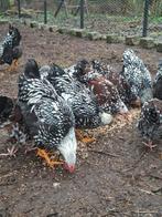 Wyandotte zilver zwart gezoomd, Animaux & Accessoires, Volatiles
