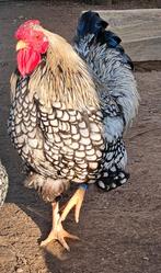 Wyandotte kriel, Dieren en Toebehoren, Pluimvee