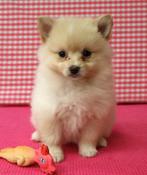 Super mooie Keeshond pups!, Keeshond, 15 weken tot 1 jaar, Buitenland, CDV (hondenziekte)