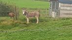 Gezocht paard pony of  ezels, Dieren en Toebehoren