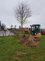 Eikebomen, Tuin en Terras, Overige Tuin en Terras, Ophalen of Verzenden
