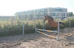 Te RUIL! Grote Arabische ruin., Dieren en Toebehoren, Paarden, Gechipt, Ruin, Zadelmak, 3 tot 6 jaar