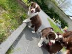 Knappe border collie pups, Dieren en Toebehoren, Honden | Herdershonden en Veedrijvers, België, CDV (hondenziekte), 8 tot 15 weken