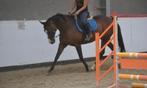 Prachtige merrie, Dieren en Toebehoren, Paarden, Merrie