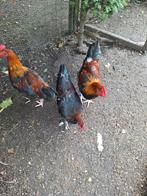 Broedeieten van zwart koperhals, Dieren en Toebehoren, Pluimvee